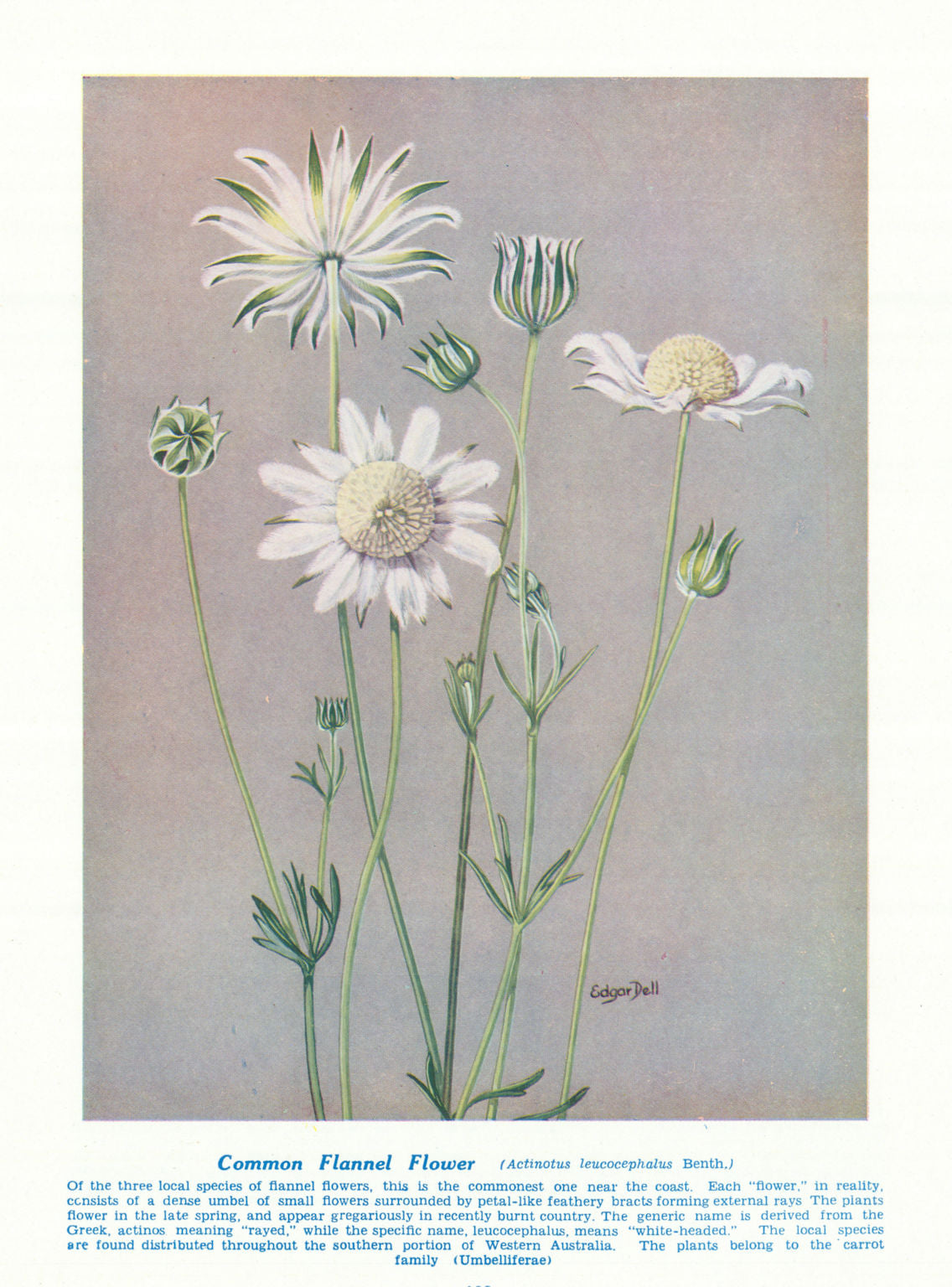 Common Flannel-flower (Actinotus leucocephalus ). Australian Wild Flowers 1950